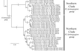 Image result for Hyloscirtus criptico