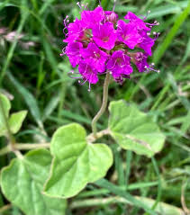 Image result for Commicarpus pedunculosus