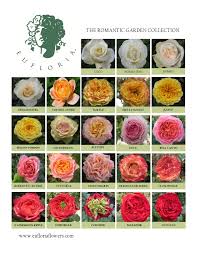 Eufloria Garden Rose
