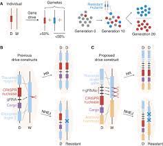 How could gene editing be used for pest control? Evolutionary Dynamics Of Crispr Gene Drives Science Advances