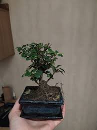The egyptians were familiar with putting trees in pots to carry them around easily, then the chinese did it because it looked good set your tree up in a special bonsai substrate, adequately designed to match the needs of that particular species. Leaves Keep Getting Brown And Fell Carmona 5 Years Bonsai Forum Bonsai Empire