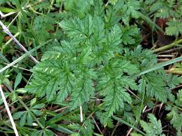 Cow parsley is important for a variety of insects, including bees and hoverflies, as it is an early source of pollen. Cow Parsley Wild Chervil Anthriscus Sylvestris