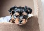 Yorkie Puppies for Sale in Virginia - DogsNow