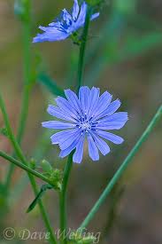 Pin On Wildflowers
