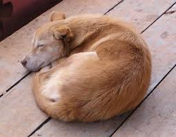 Why Most Dogs Are Genetically Predisposed To Sleep Curled Up In A Ball To Protect Their Organs And Preserve Body Heat Dog Dog Facts I Love Dogs Sleep Curls