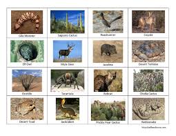 Desert Bingo Picture Desert Animals And Plants Desert Animals Desert Biome