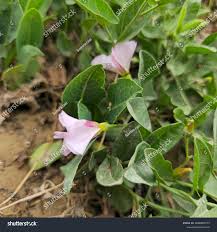 Image result for Convolvulaceae