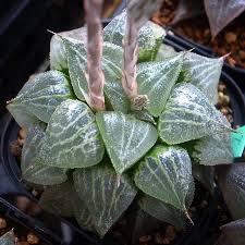 おはようございます さ今週も張り切っていきましょー 多肉植物 ハオルチア グリーンヘイズ succulents haworthia botanical plants 千葉多肉会 suculentas crasas