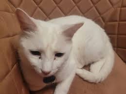 Lost deaf cat in Epping/Mill Park area