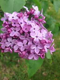 This Week In Pictures Pictures Of The Week Homegrown Allergy Free Recipes