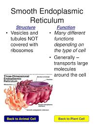 Rough and smooth endoplasmic reticulum animal cell. Click On The Name Of Each Organelle To Learn About Its Structure And Function Cytoskeleton Lysosome To Plant Cell Ppt Download