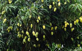 Best Plants To Grow In Your Garden Zameen Blog