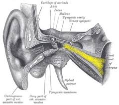 Image result for Eustachian Tube Dysfunction