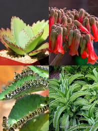 Image result for Kalanchoe daigremontiana