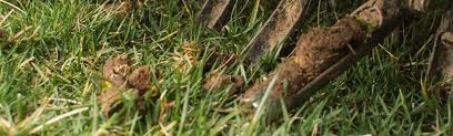 Maybe you would like to learn more about one of these? What Is Lawn Aeration When To Aerate A Lawn Why To Aerate A Lawn