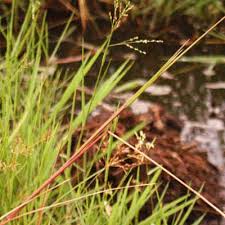 Image result for Panicum subalbidum