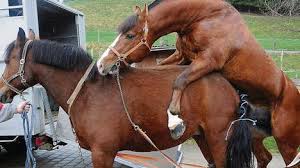 Durch diese natürliche fortpflanzung erreichen wir eine trächtigkeitsquote von über 90%. Mit Deckhengst Erode Auf Stor