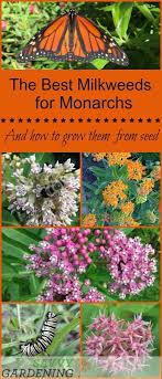 The Monarch Butterfly Host Plant Milkweeds And How To Grow Them From Seed Pollinator Garden Backyard Flowers Garden Backyard Garden Layout