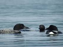 Image result for how long can a loon stay underwater