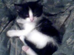 6 Week Old Kitten Won T Eat