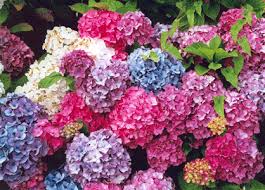 Google Image Result For Http Www Theadoptioncounselor Com Blog Wp Content Upl Beautiful Flowers Hydrangea Colors Plants