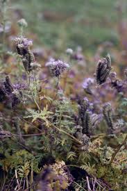 Boden Mit Grundungung Verbessern In 2020 Winterharte Pflanzen Pflanzen Boden