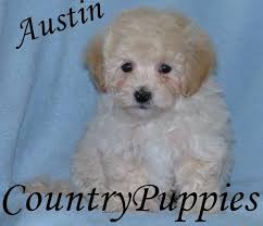Maybe you would like to learn more about one of these? Havanese Puppy For Sale Adoption Rescue For Sale In Jolley Iowa Classified Americanlisted Com