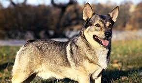 Swedish vallhund classified ads dogs & puppies for sale, lost & found dogs, dogs for adoption. Swedish Vallhund Dog Breed Information
