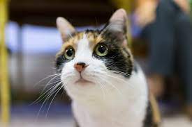 What Are The Causes Of A Feline S Dilated Pupils Cuteness