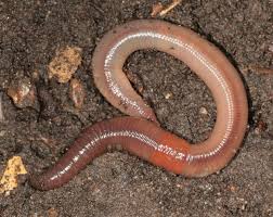 The site allows the user to enlarge images and it also offers basic information about each worm. Earthworms Leeches And Relatives Encyclopedia Of Life