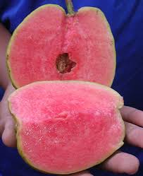 We did not find results for: Jual Tanaman Jambu Merah Tanpa Biji Samudrabibit Com