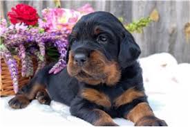 United gordon setter rescue (shelter #1103220) x. Gordon Setter Puppies For Sale From Reputable Dog Breeders