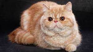 Kucing persia medium short hair. 5 Jenis Kucing Persia Dan Ciri Cirinya Terlengkap