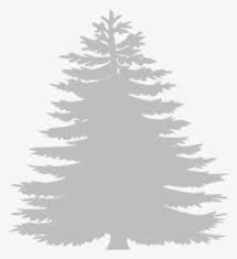 pine trees png images free transparent pine trees download kindpng