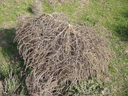 Image result for Salsola kali