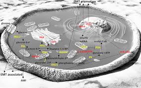 Ultimele sume de bani transformate din numere în cuvinte, text scris cu litere. Frontiers Emt Factors And Metabolic Pathways In Cancer Oncology