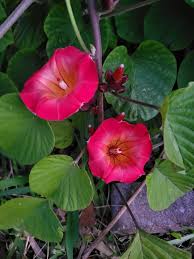 Image result for Stictocardia