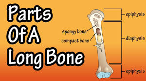 Each epiphysis is shaped differently; Parts Of A Long Bone Youtube