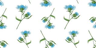 Image result for Osteospermum monocephalum