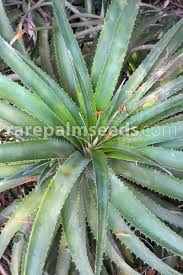 Image result for Aloe carnea