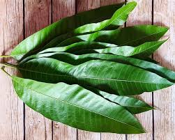Check spelling or type a new query. Manfaat Daun Mangga Untuk Kesehatan Novayanti