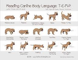Dog Behaviour Basics Barking And Separation Anxiety Dogsfirstireland Raw Dog Food