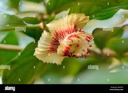 Image result for Napoleonaea