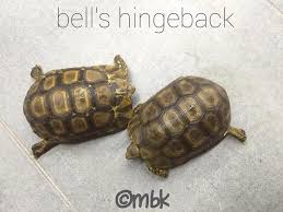 Shop the top 25 most popular 1 at the best prices! Bell S Hingeback Tortoise For Sale Mbk Pet And Grooming Facebook