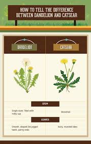 Both plants carry similar flowers, which form into windborne seeds. The Health Benefits Of The Dandelion Fix Com