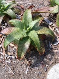 Image result for Aloe cameronii × greatheadii