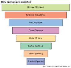 Biological Classification Students Britannica Kids Homework Help