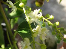 Image result for Petiveriaceae