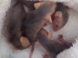 It's very crowded on this mama possum's back! Baby Opossums Rescued Cape Gazette