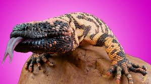 Po box 1093 globe, az 85502 phone number: The Greatest Hope For Diabetes Is The Gila Monster And It S About To Go Extinct